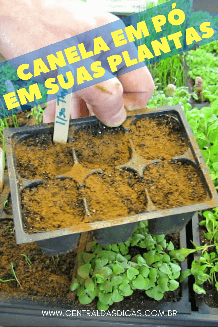 canela nas plantas