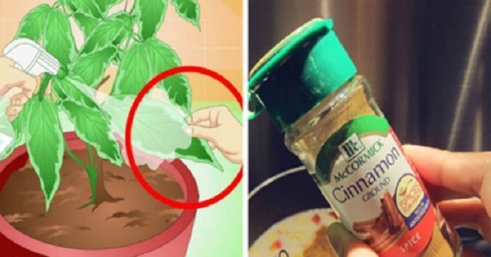 plantas purificadoras de ar canela nas plantas