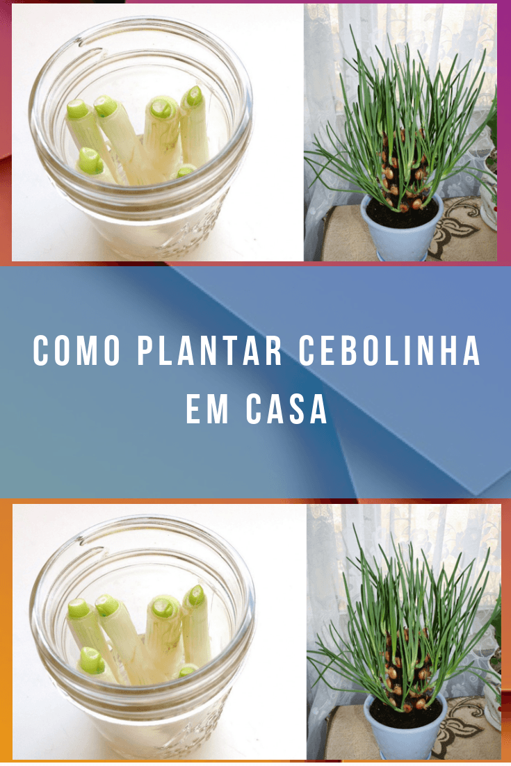 como plantar cebolinha em casa