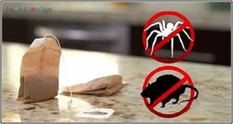 repelente contra ratos e aranhas repelente contra ratos e aranhas