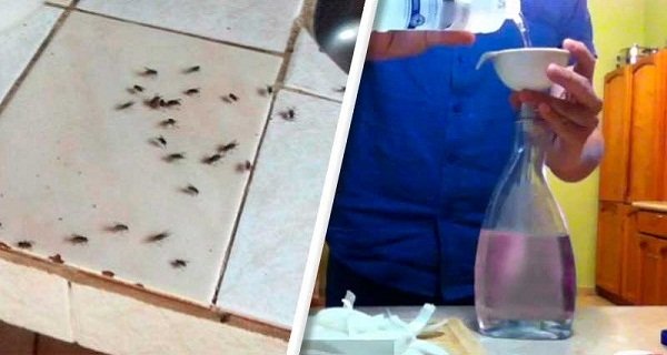 espantar moscas da cozinha como espantar moscas da cozinha