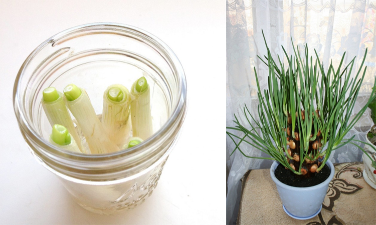 Kokedama como plantar cebolinha em casa