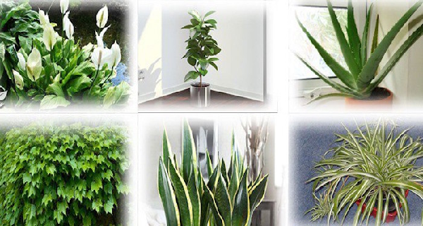 plantas filtro de ar plantas filtro de ar