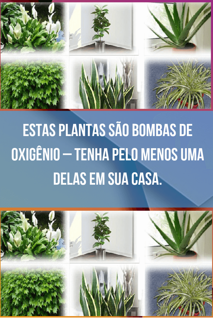 plantas filtro de ar plantas filtro de ar