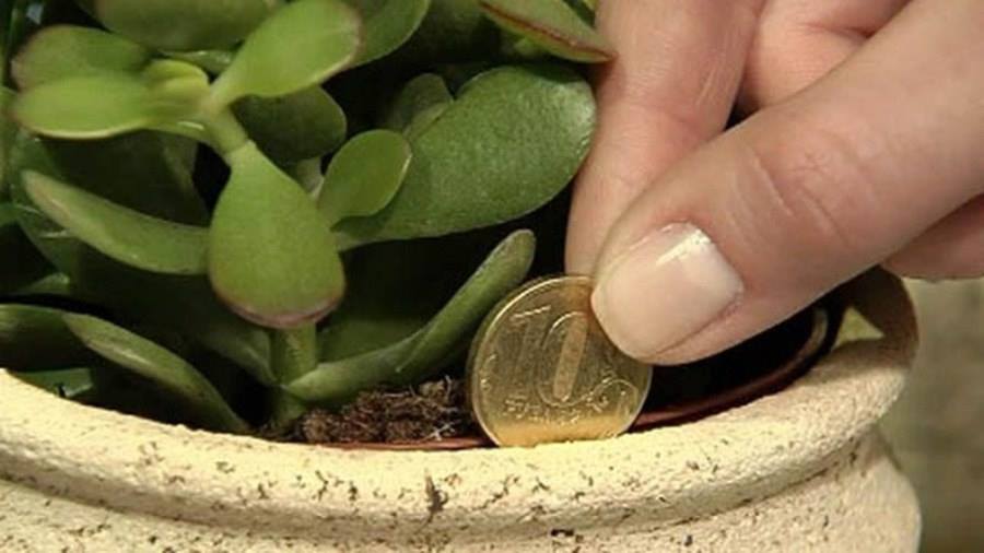 planta que atrai dinheiro planta que atrai dinheiro