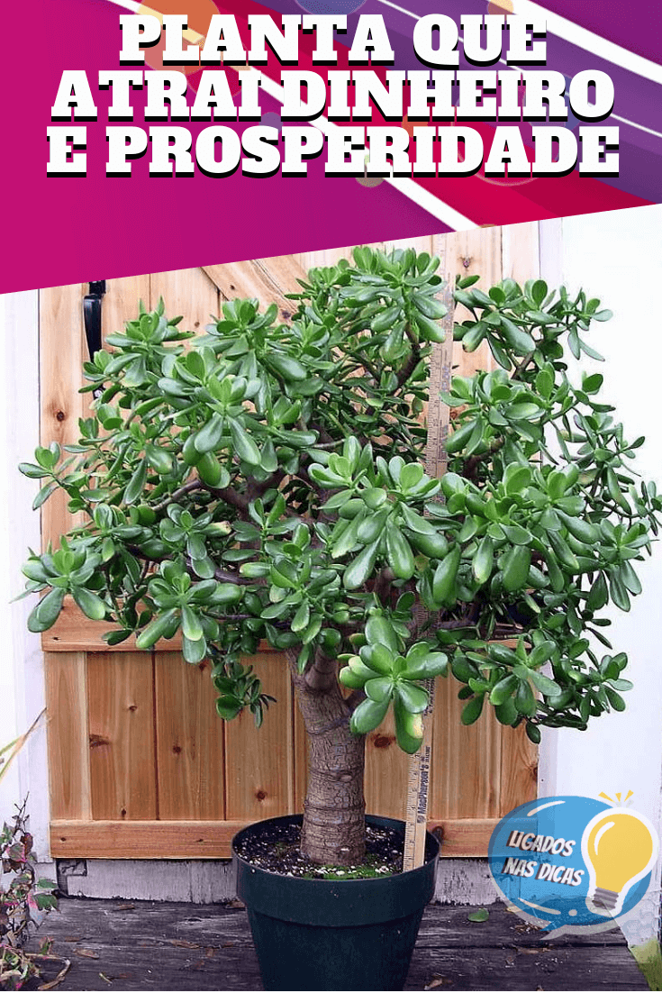 planta que atrai dinheiro planta que atrai dinheiro