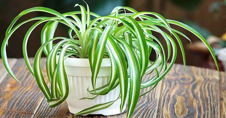 plantas purificadoras de ar plantas purificadoras de ar