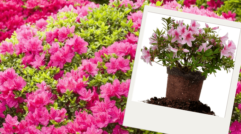 Plantas purificadoras do ar