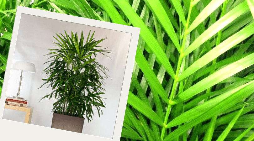 Plantas purificadoras do ar Plantas purificadoras do ar