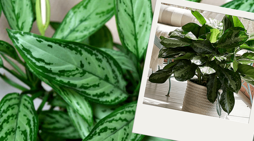 Plantas purificadoras do ar
