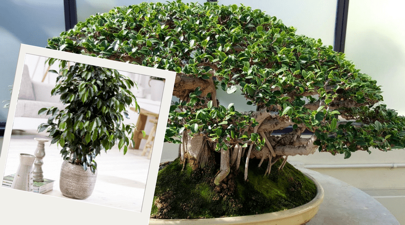 Plantas purificadoras do ar