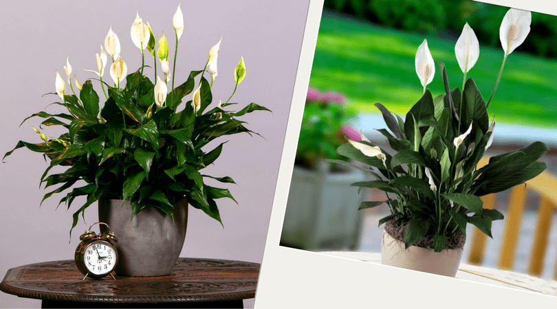 Plantas purificadoras do ar Plantas purificadoras do ar