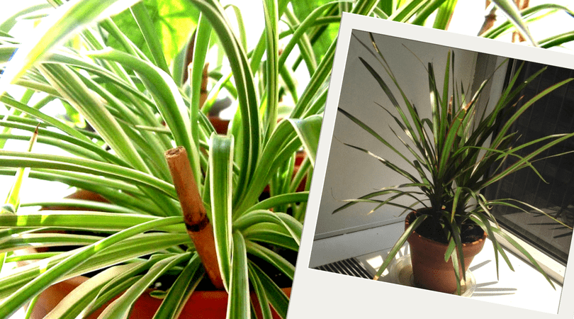 Plantas purificadoras do ar Plantas purificadoras do ar