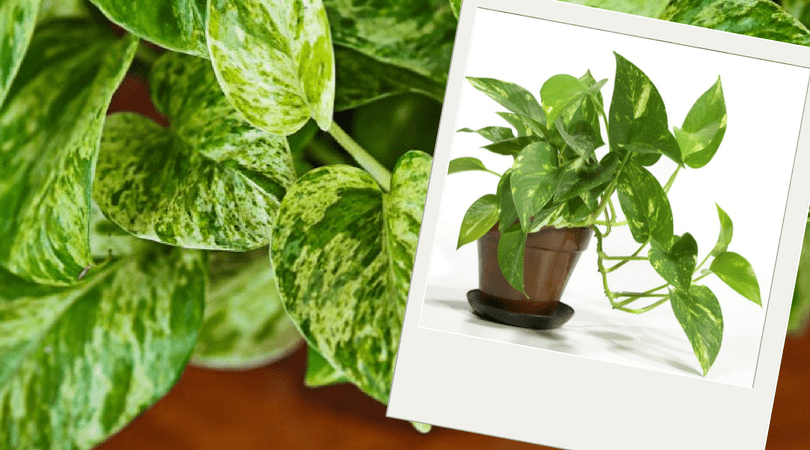 Plantas purificadoras do ar