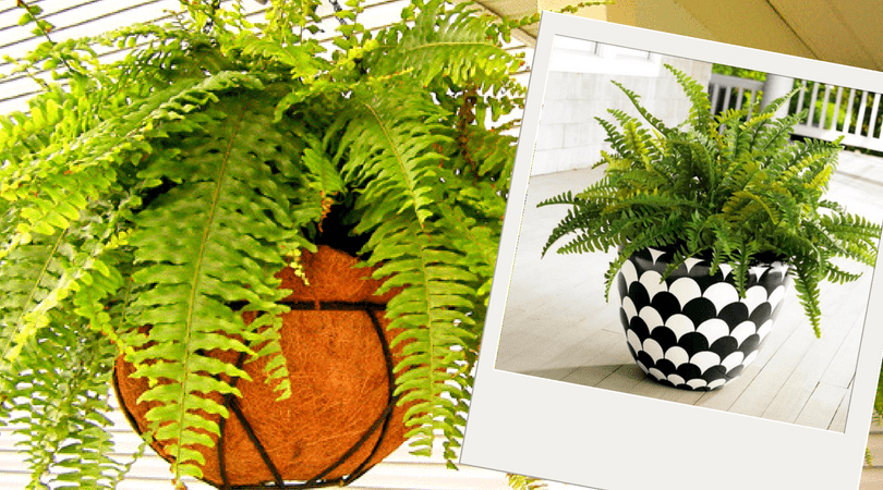 Plantas purificadoras do ar