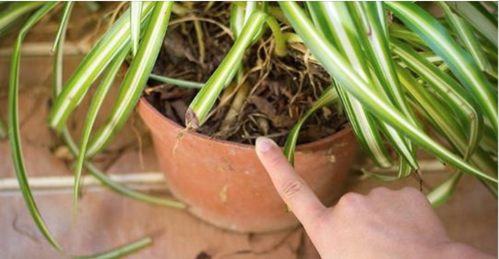 Plantas que vão deixar você mais feliz em casa Plantas que vão deixar você mais feliz em casa