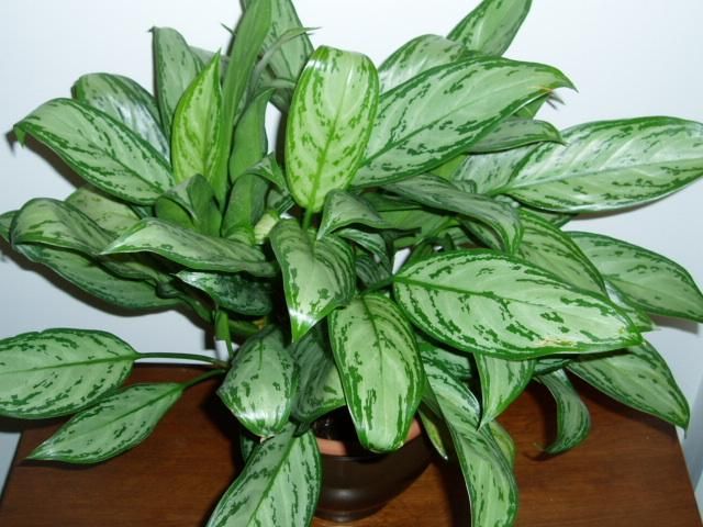Plantas que vão deixar você mais feliz em casa