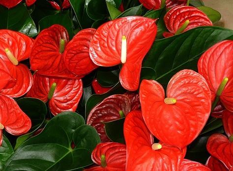 Plantas que vão deixar você mais feliz em casa