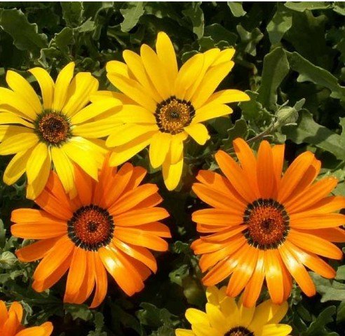 Plantas que vão deixar você mais feliz em casa