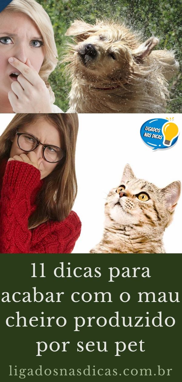 Como acabar com cheiro ruim do seu pet Como acabar com cheiro ruim do seu pet