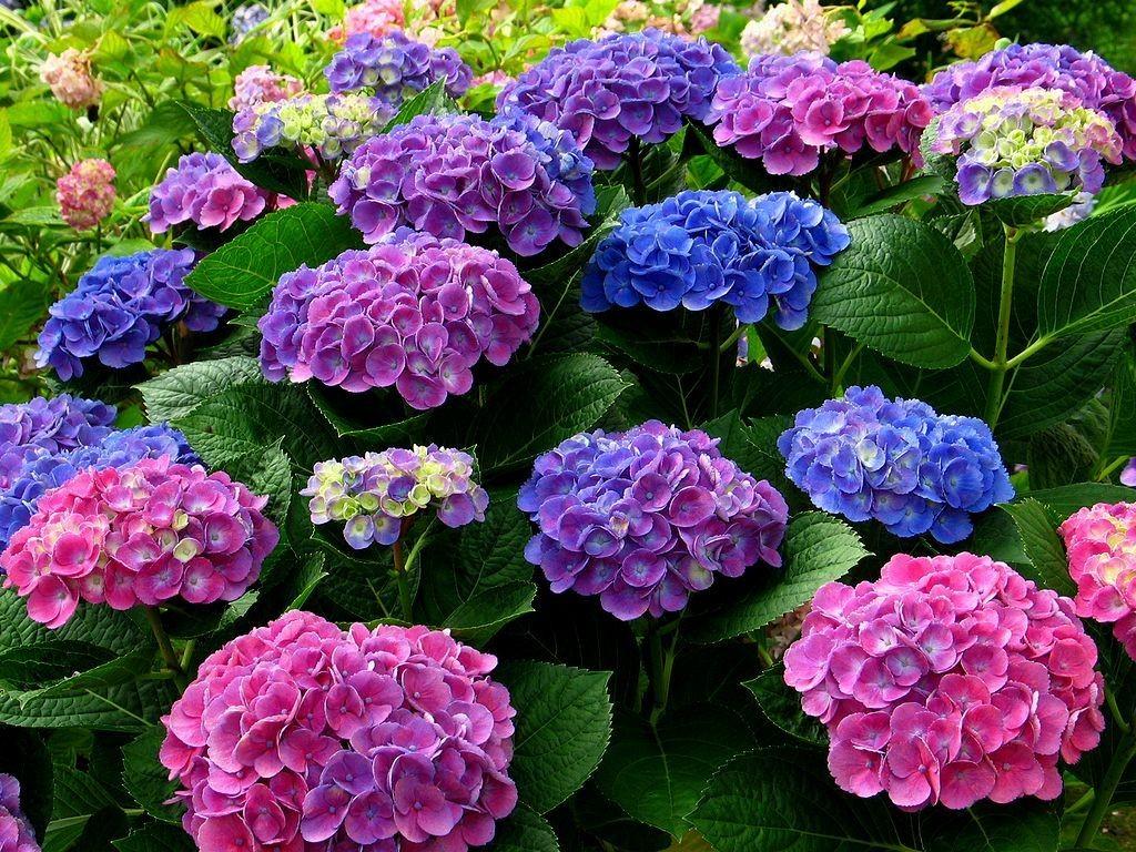 plantas que fazem mal a saúde plantas que fazem mal a saúde