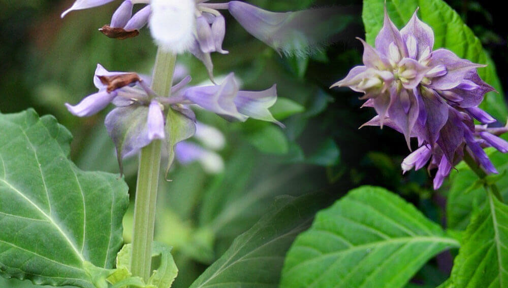 plantas que fazem mal a saúde Salvia Divinorum