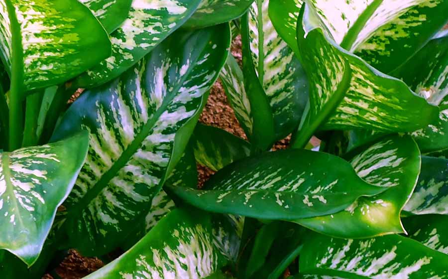 plantas que fazem mal a saúde Comigo ninguem pode