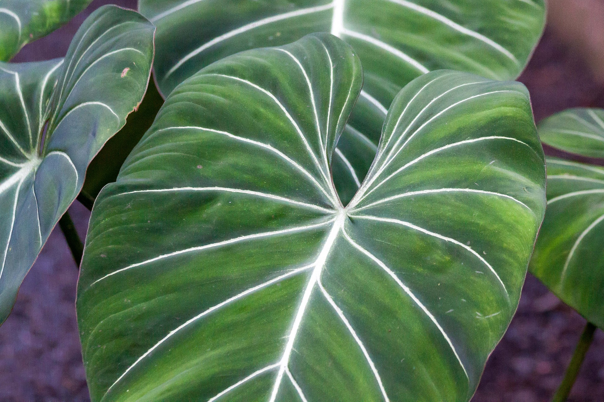plantas que fazem mal a saúde plantas que fazem mal a saúde