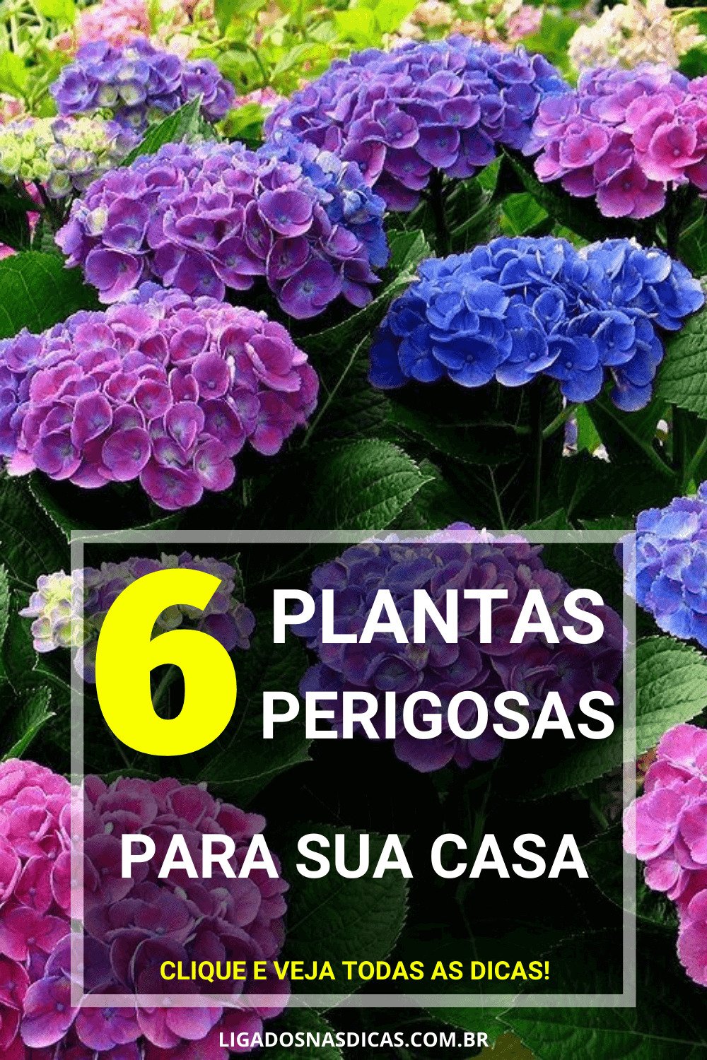 plantas que fazem mal a saúde plantas que fazem mal a saúde