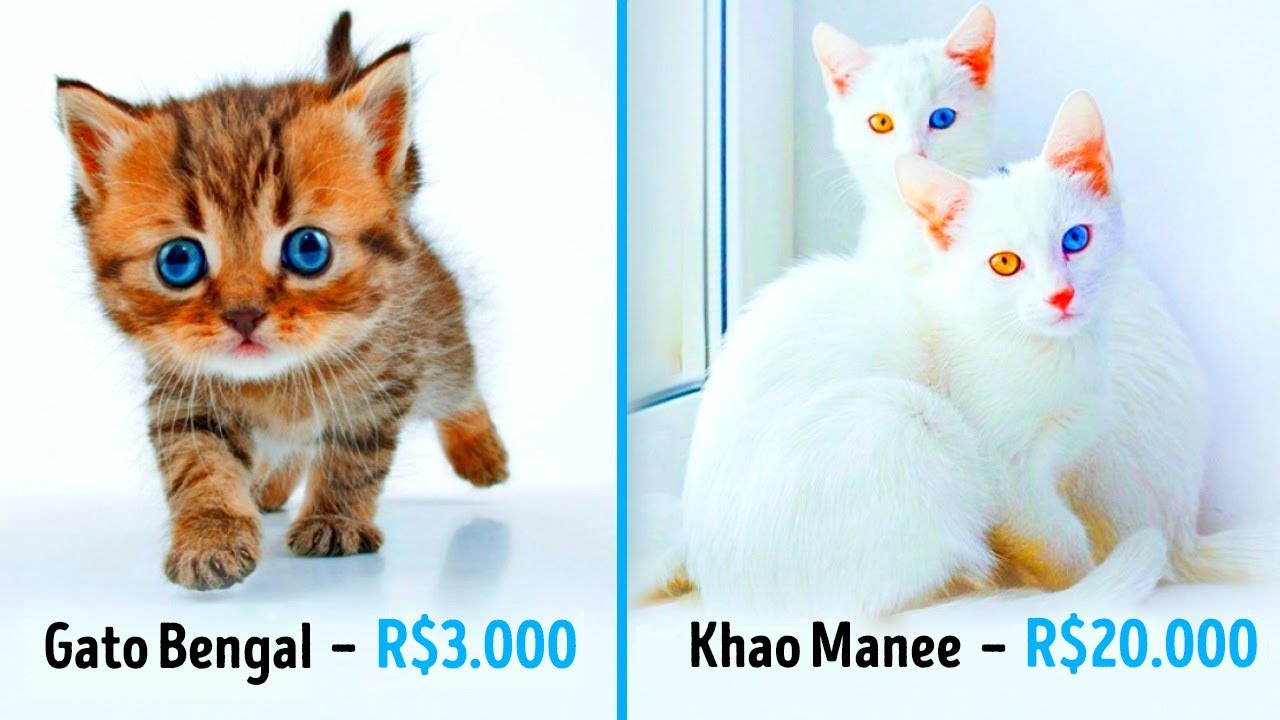 gatos mais caros e raros do mundo
