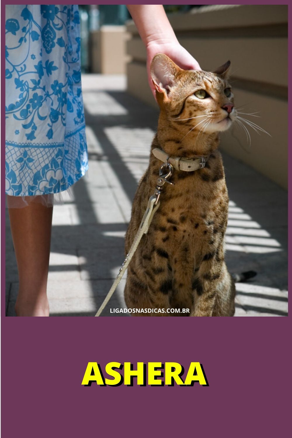 gatos mais caros e raros do mundo