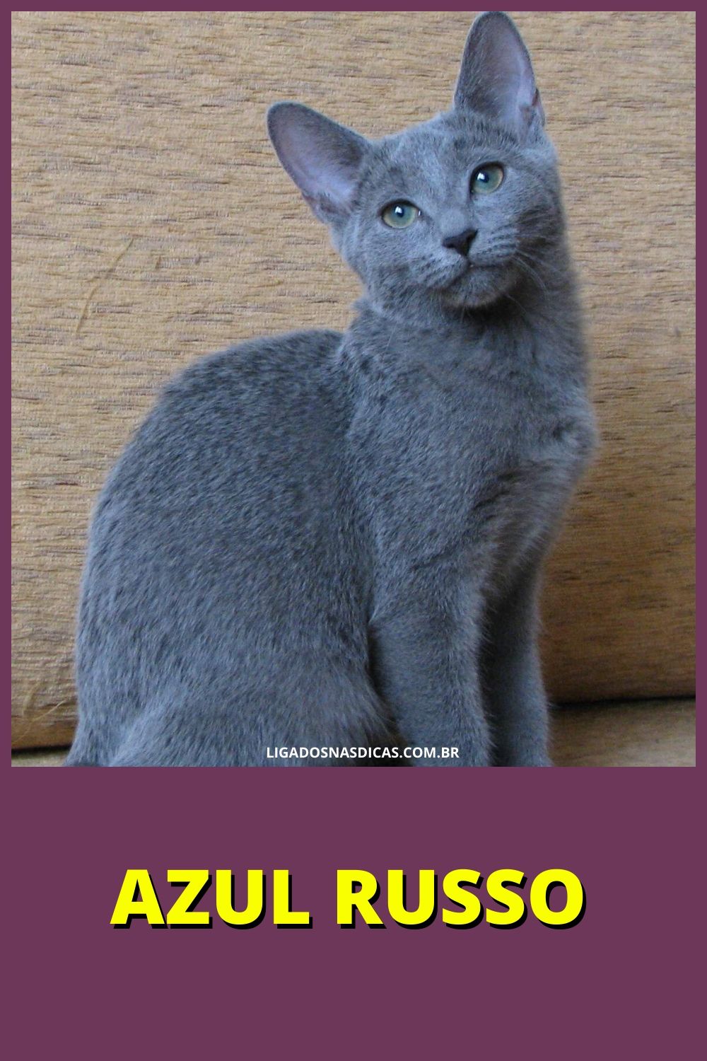 gatos mais caros e raros do mundo