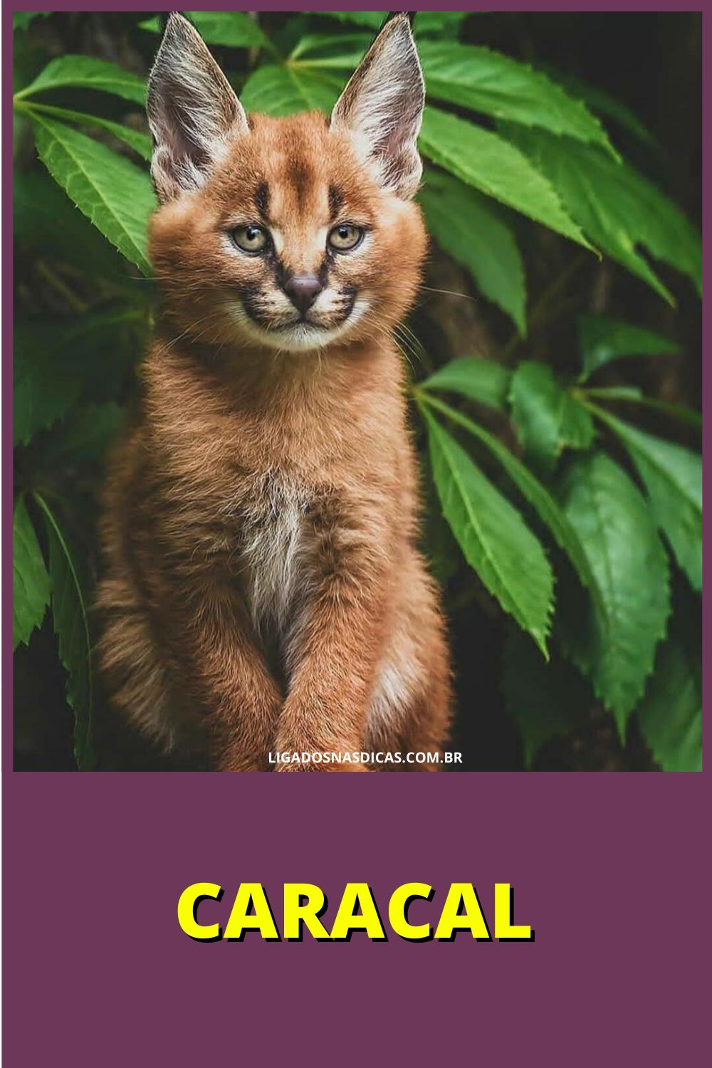 gatos mais caros e raros do mundo