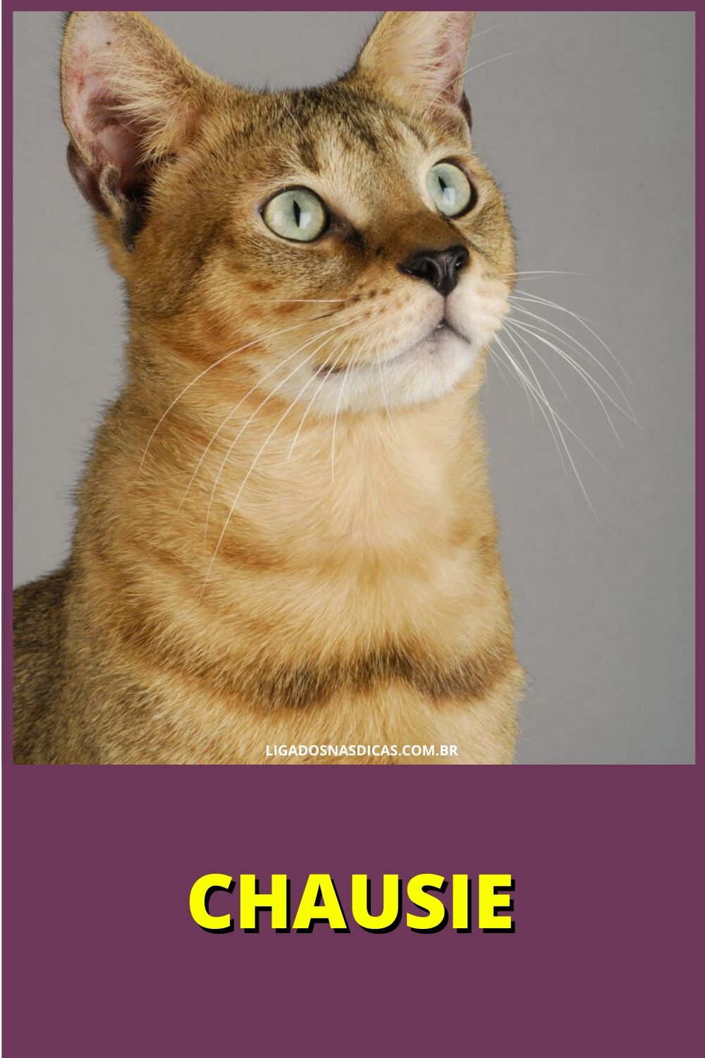 gatos mais caros e raros do mundo