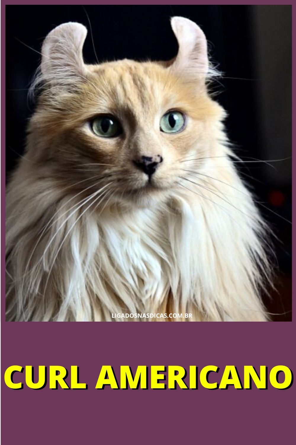 gatos mais caros e raros do mundo