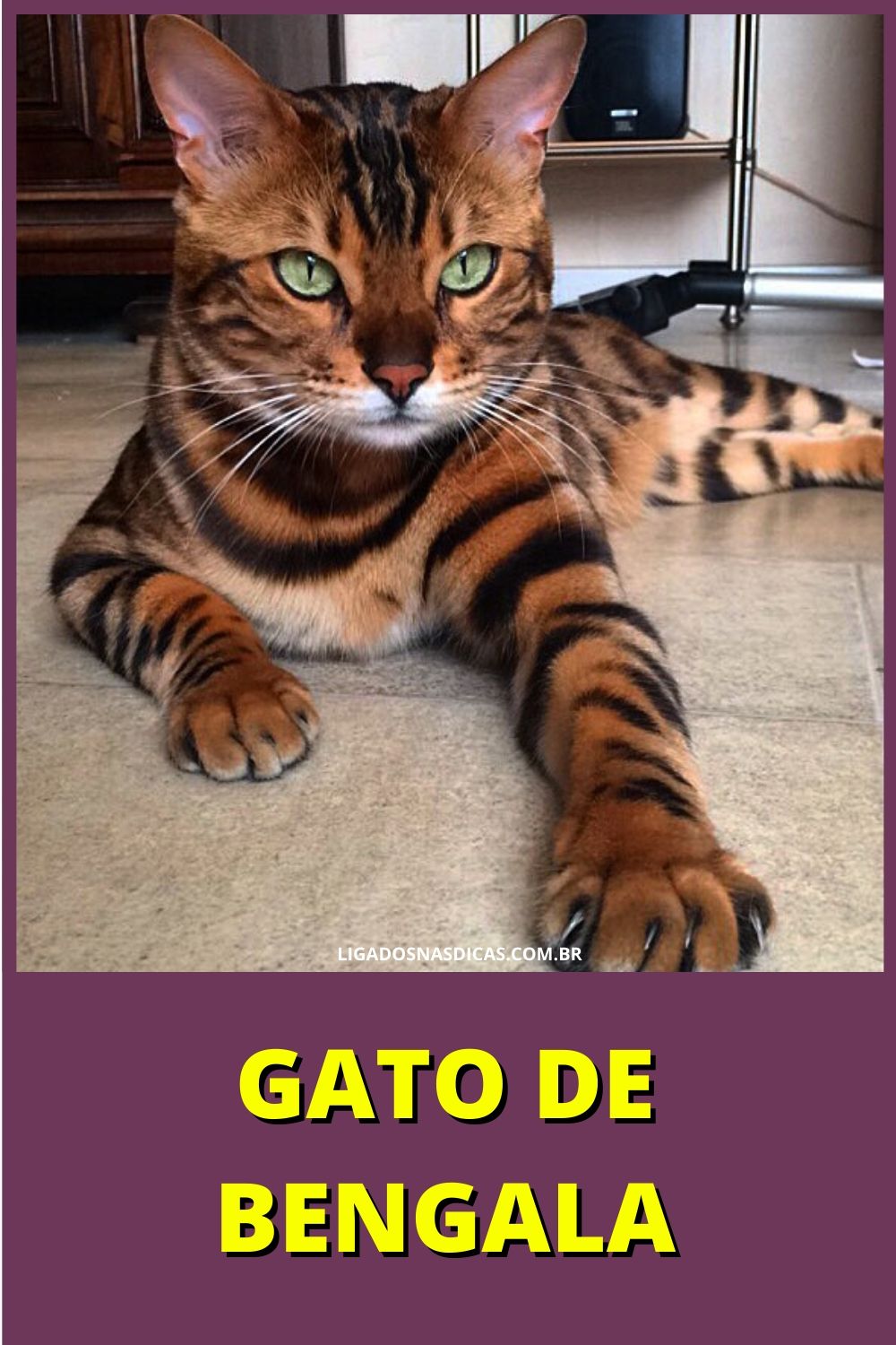 gatos mais caros e raros do mundo