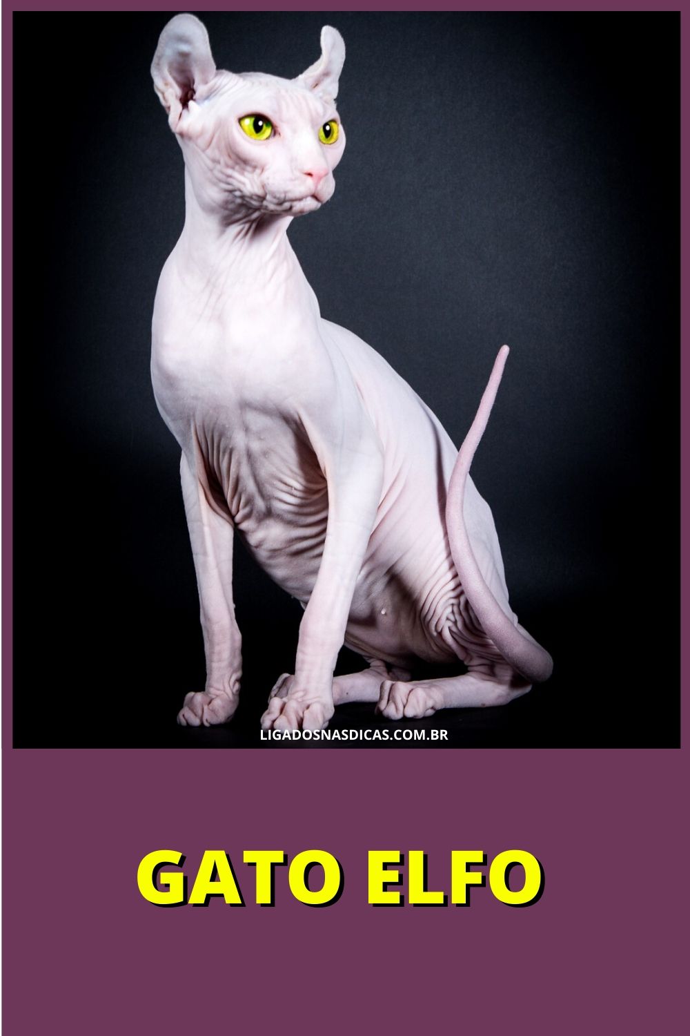 gatos mais caros e raros do mundo
