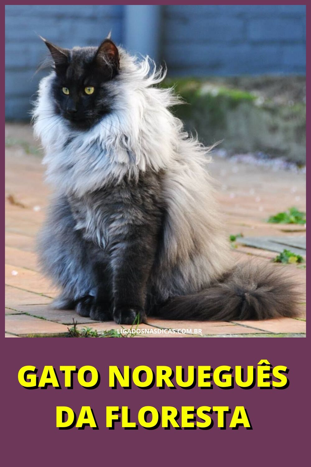 gatos mais caros e raros do mundo