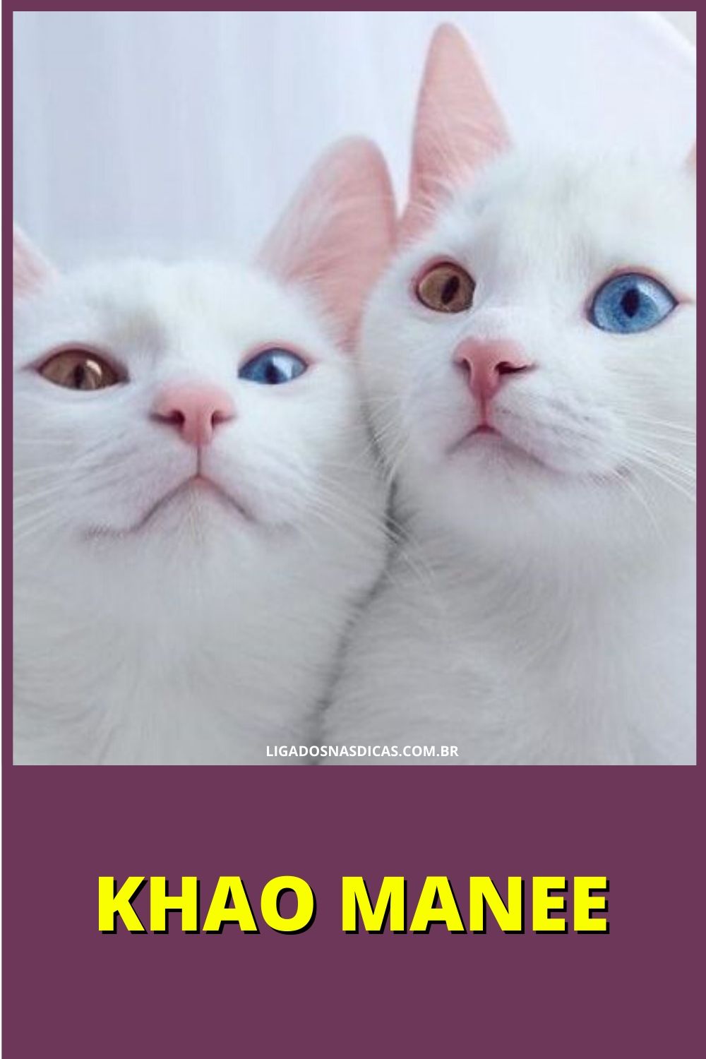 gatos mais caros e raros do mundo