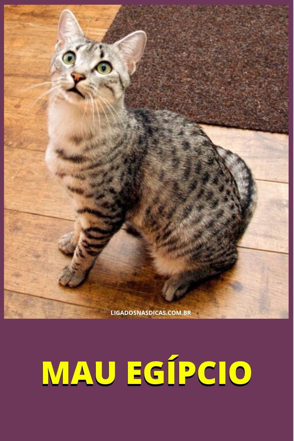 gatos mais caros e raros do mundo