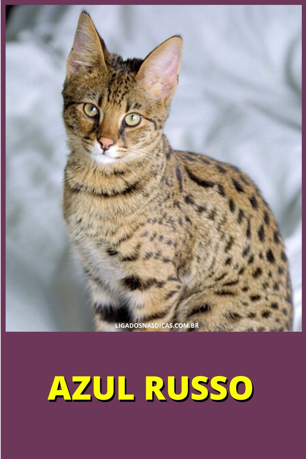 gatos mais caros e raros do mundo
