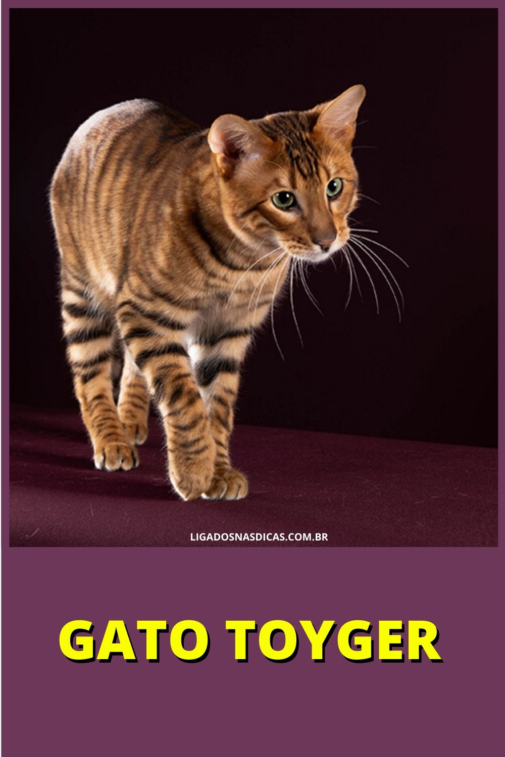 gatos mais caros e raros do mundo