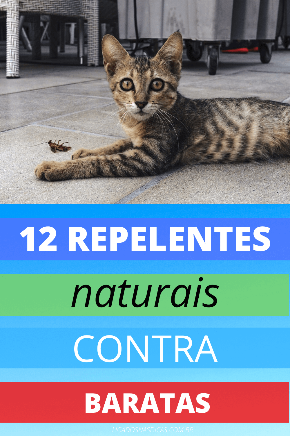 repelente natural contra baratas repelente natural contra baratas