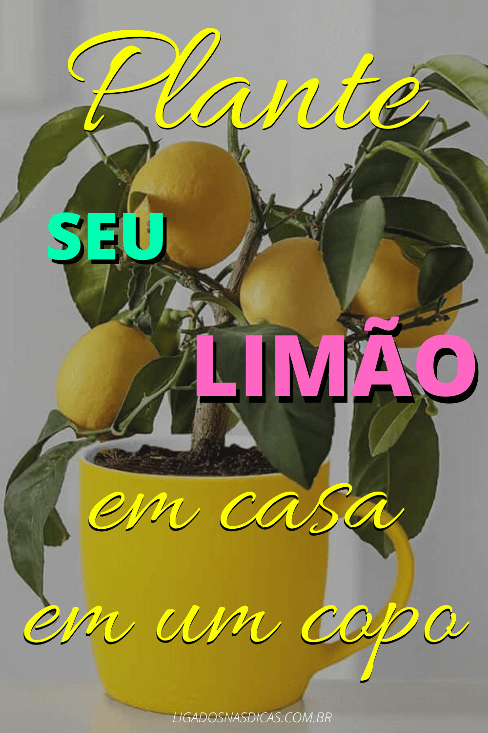 como plantar limão em copo como plantar limão em copo