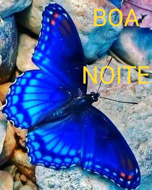 Frases de Boa Noite