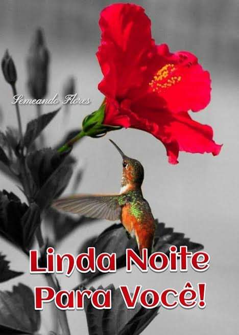 frases de boa noite frases de boa noite
