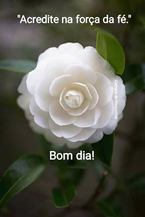 frases de bom dia frases de bom dia