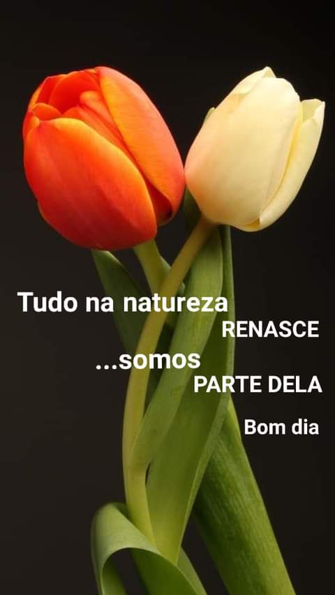 frases de bom dia frases de bom dia