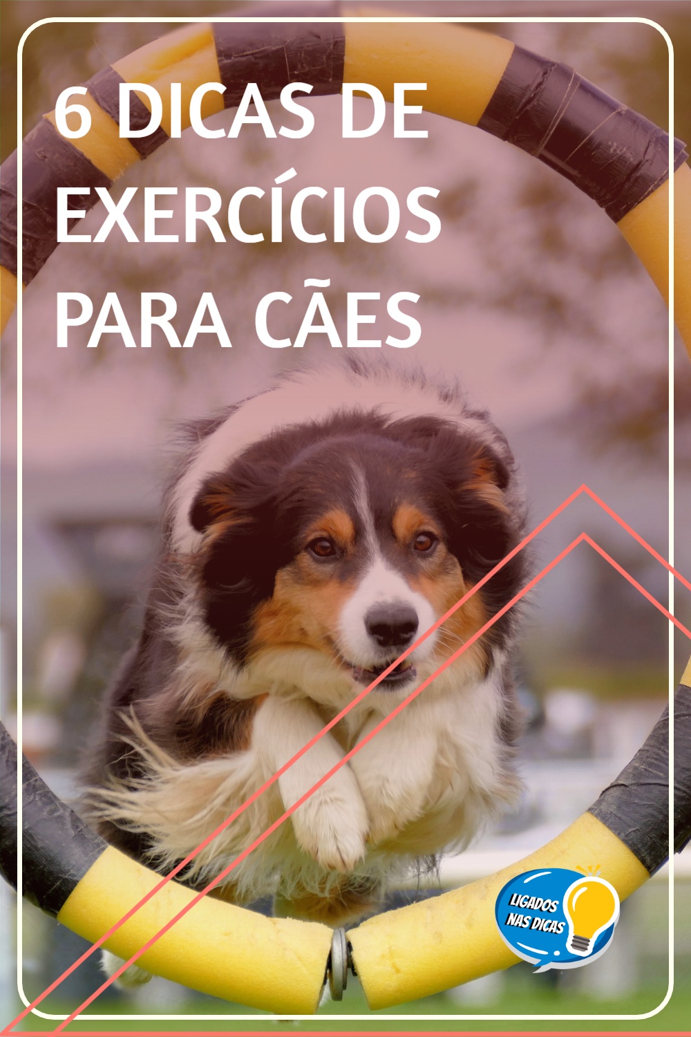 Exercícios para cães