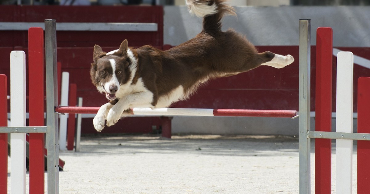 exercícios para cães 